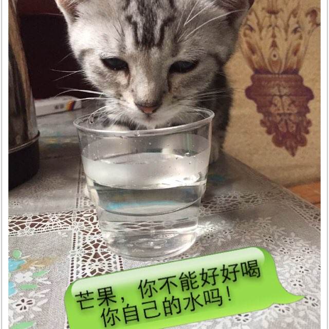 买个假的阿联酋护照电子版